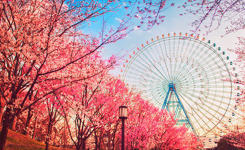 Flower Sakura "Cherry blossom" x Tumblr_mrhasdyjqn1qbq3xxo1_500